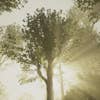 The light lines through the branches of a tree in the sim photography lushfoil.